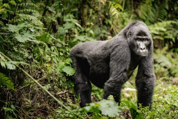 13 Days Uganda Safari 13 Days Uganda Safari
