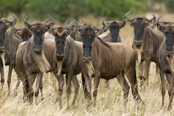 5-Day Great Migration Serengeti