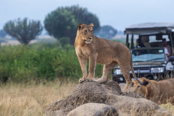 7-Day Uganda And Rwanda Family Safari 7-Day Uganda And Rwanda Family Safari