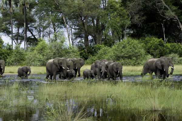 Botswana, Zimbabwe & Namibia safari