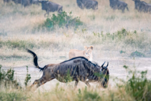 9-Day Bwindi And Serengeti
