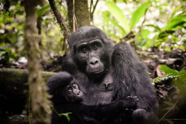 Luxury Gorilla Trekking Bwindi National Park Luxury Gorilla Trekking Bwindi National Park