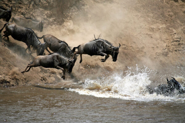 Maasai Mara, Serengeti & Ngorongoro