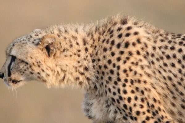 Phinda Private Game Reserve