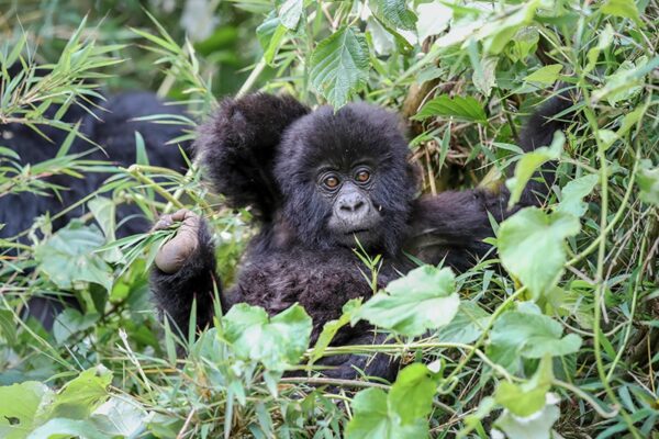 Rwanda Family Safaris Rwanda Family Safaris