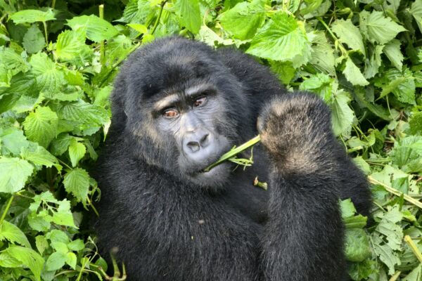 Uganda Gorillas And Wildlife Safari 6-Day Uganda Gorillas And Wildlife Safari