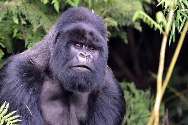3-Day Gorilla Trekking Rwanda