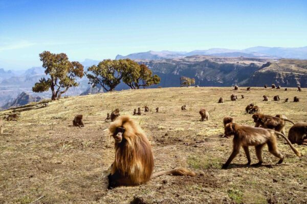 Simien Mountains Ethiopia Simien Mountains Ethiopia