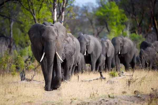 Victoria Falls &Hwange Victoria Falls And Hwange